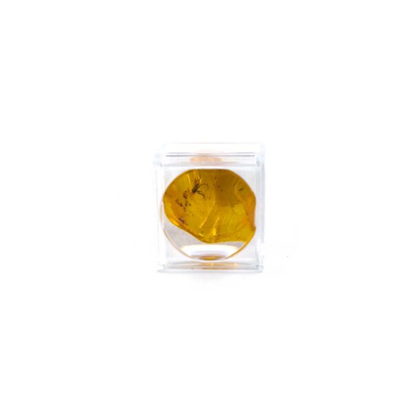 Small Plastic capsule containing Amber Piece with Super Inclusion